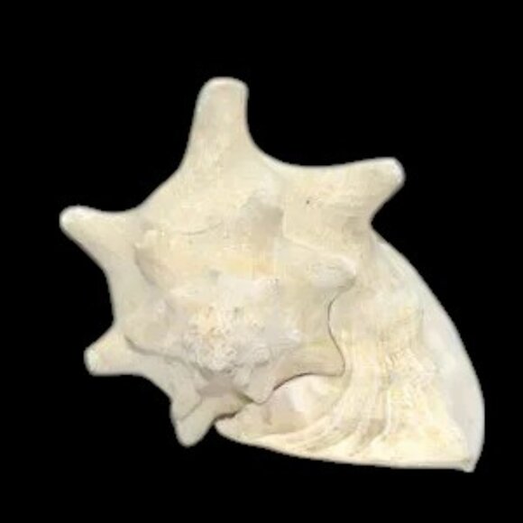 Vintage Bahama Conch Shell - Picture 6 of 9